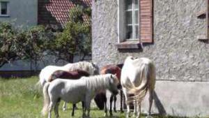 Pferdebetrieb & Kindercamp - Kleintier-und Ziegenfarm -